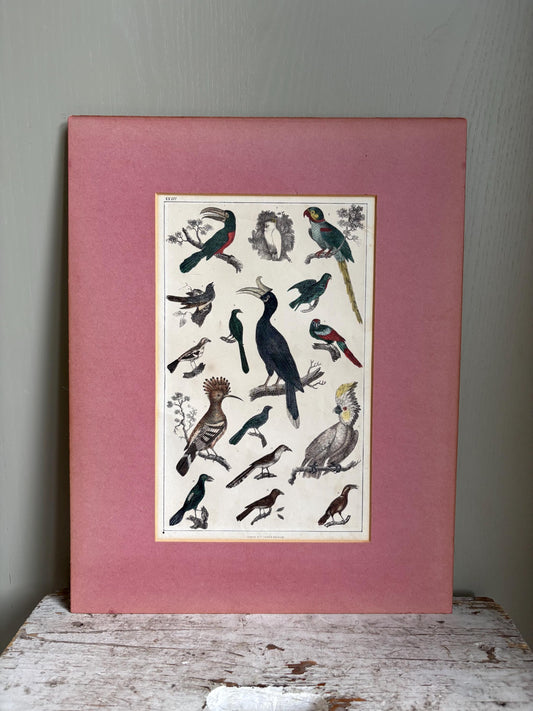 Antique Bird Print in Mount.