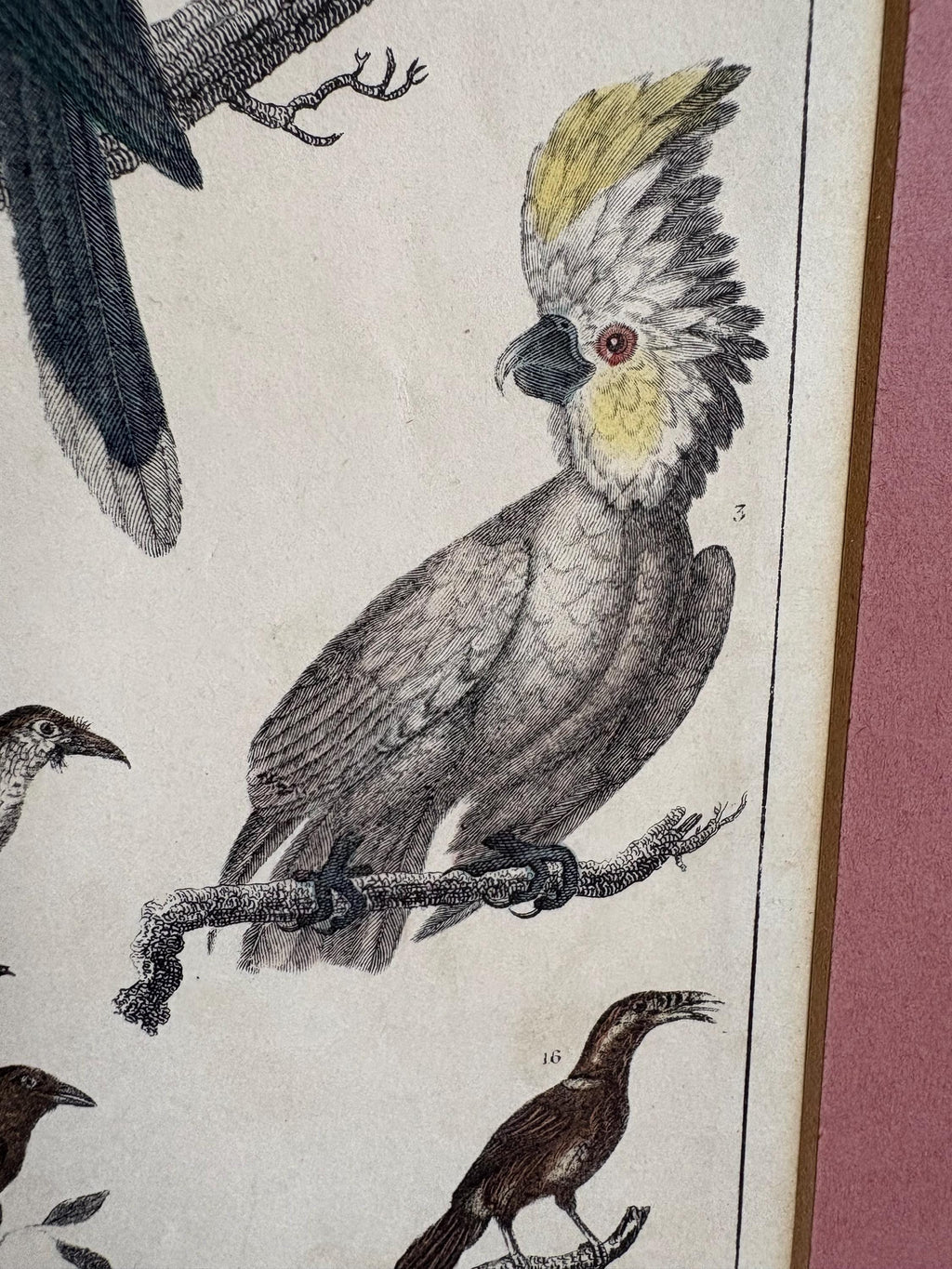 Antique Bird Print in Mount.
