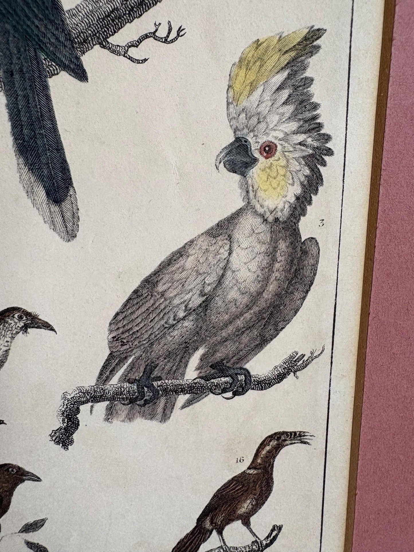 Antique Bird Print in Mount.