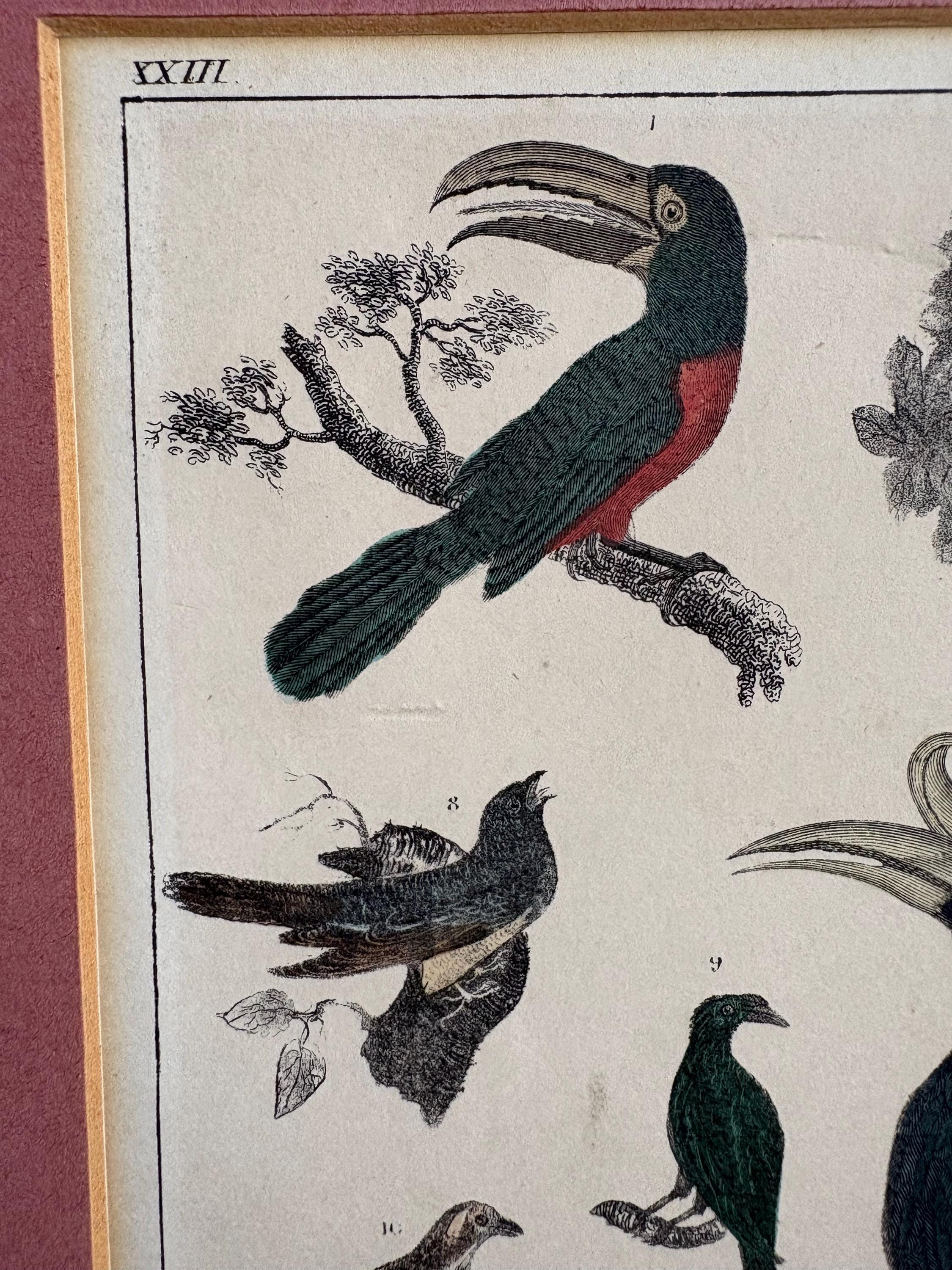 Antique Bird Print in Mount.