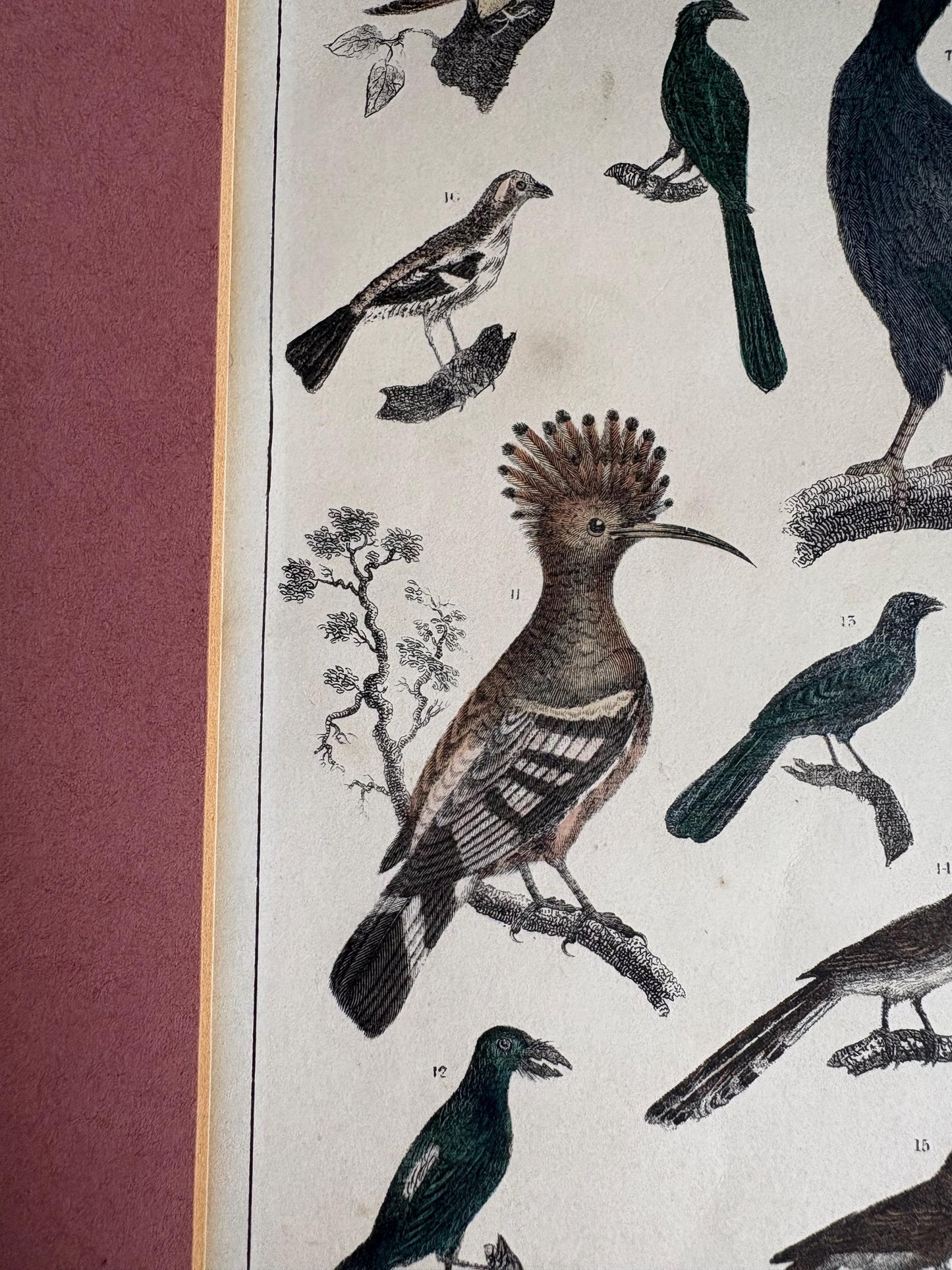 Antique Bird Print in Mount.