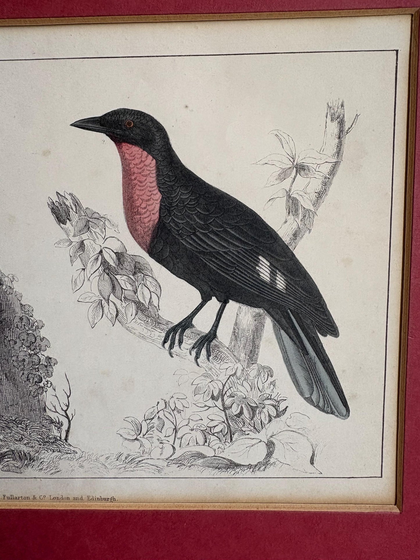 Oliver Goldsmith antique print, Bird Print.