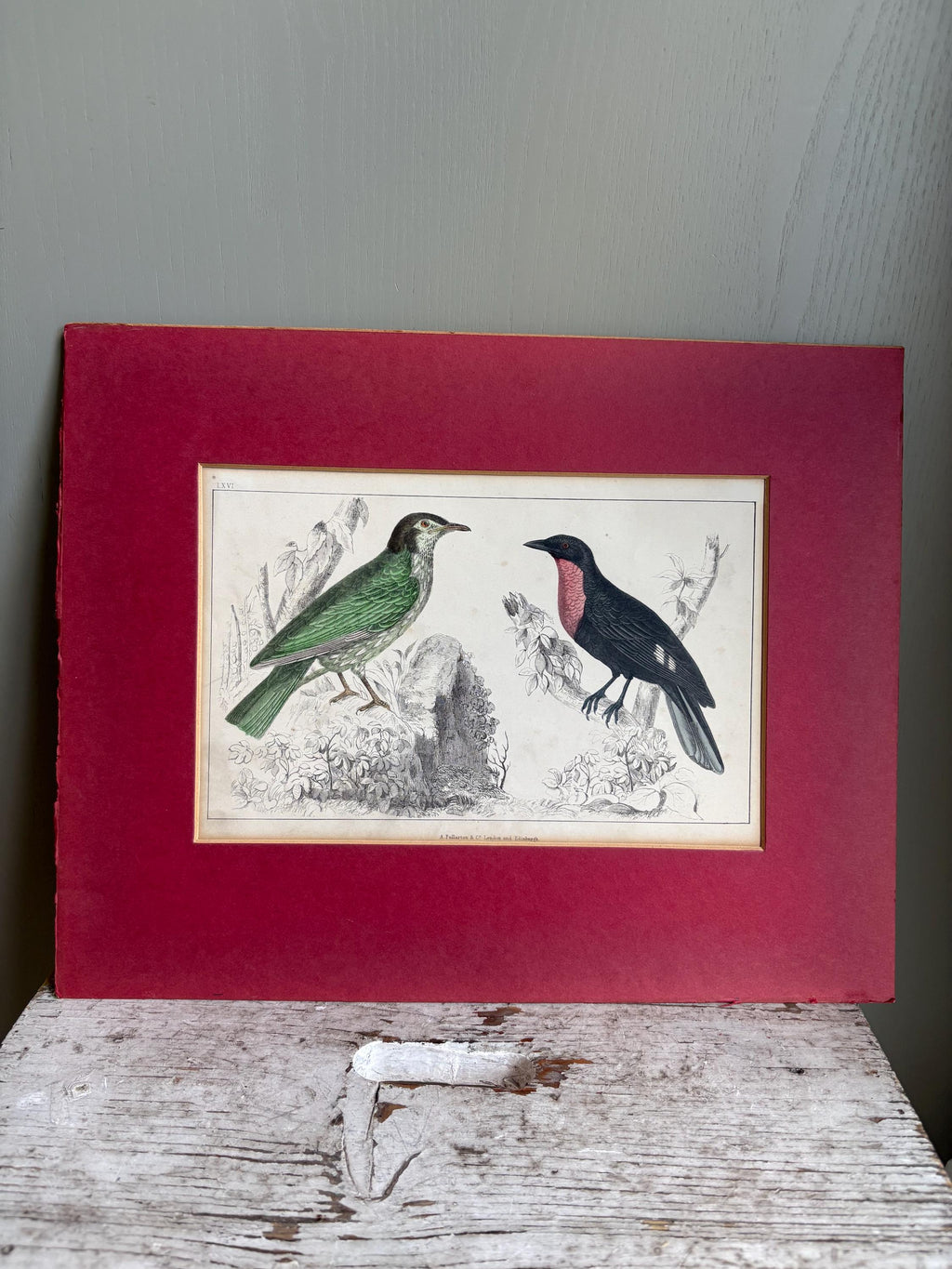 Oliver Goldsmith antique print, Bird Print.
