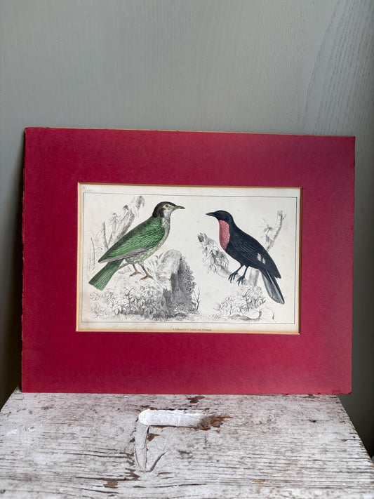 Oliver Goldsmith antique print, Bird Print.