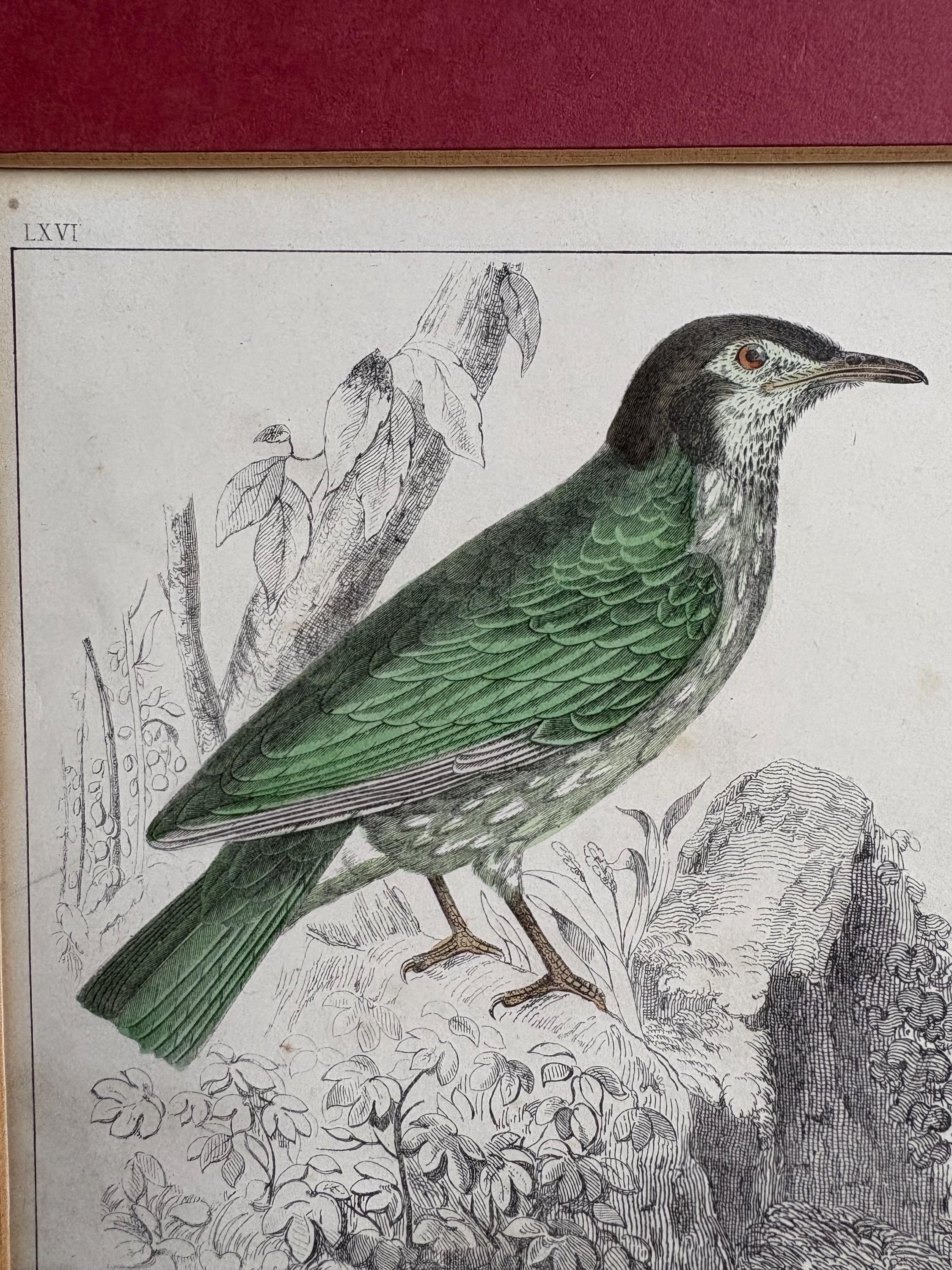 Oliver Goldsmith antique print, Bird Print.