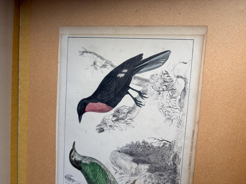 Oliver Goldsmith antique print, Bird Print.