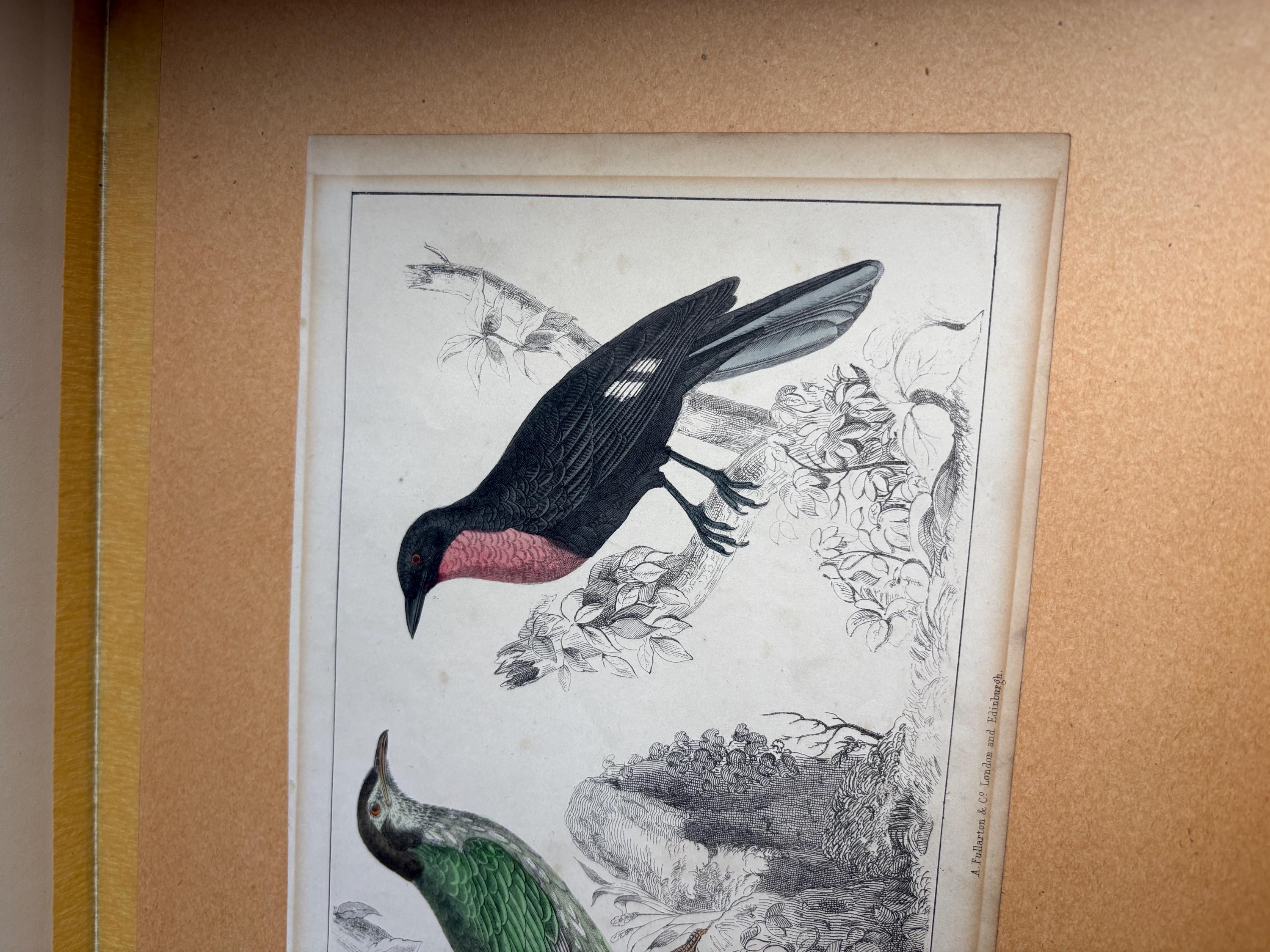 Oliver Goldsmith antique print, Bird Print.