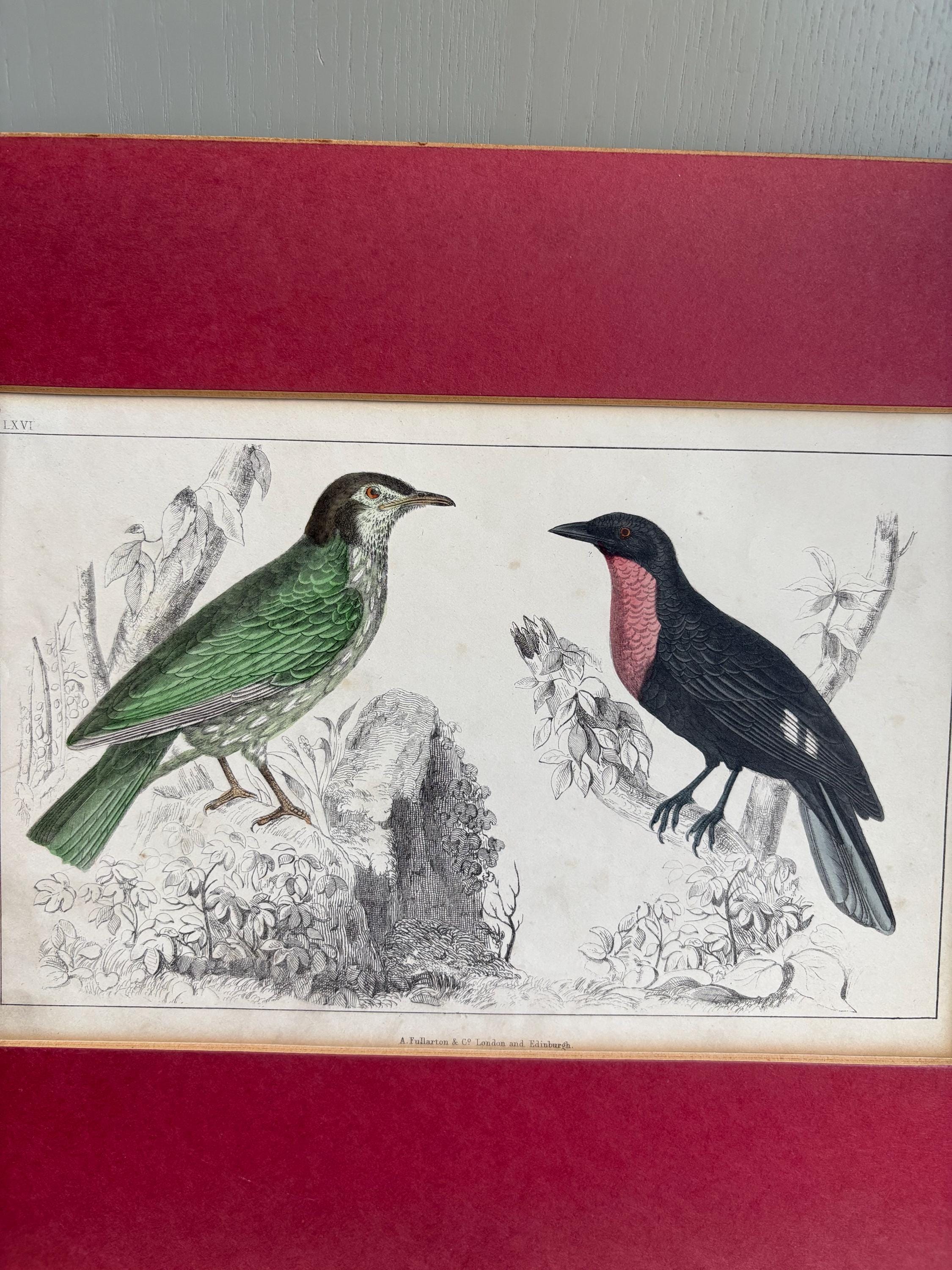 Oliver Goldsmith antique print, Bird Print.