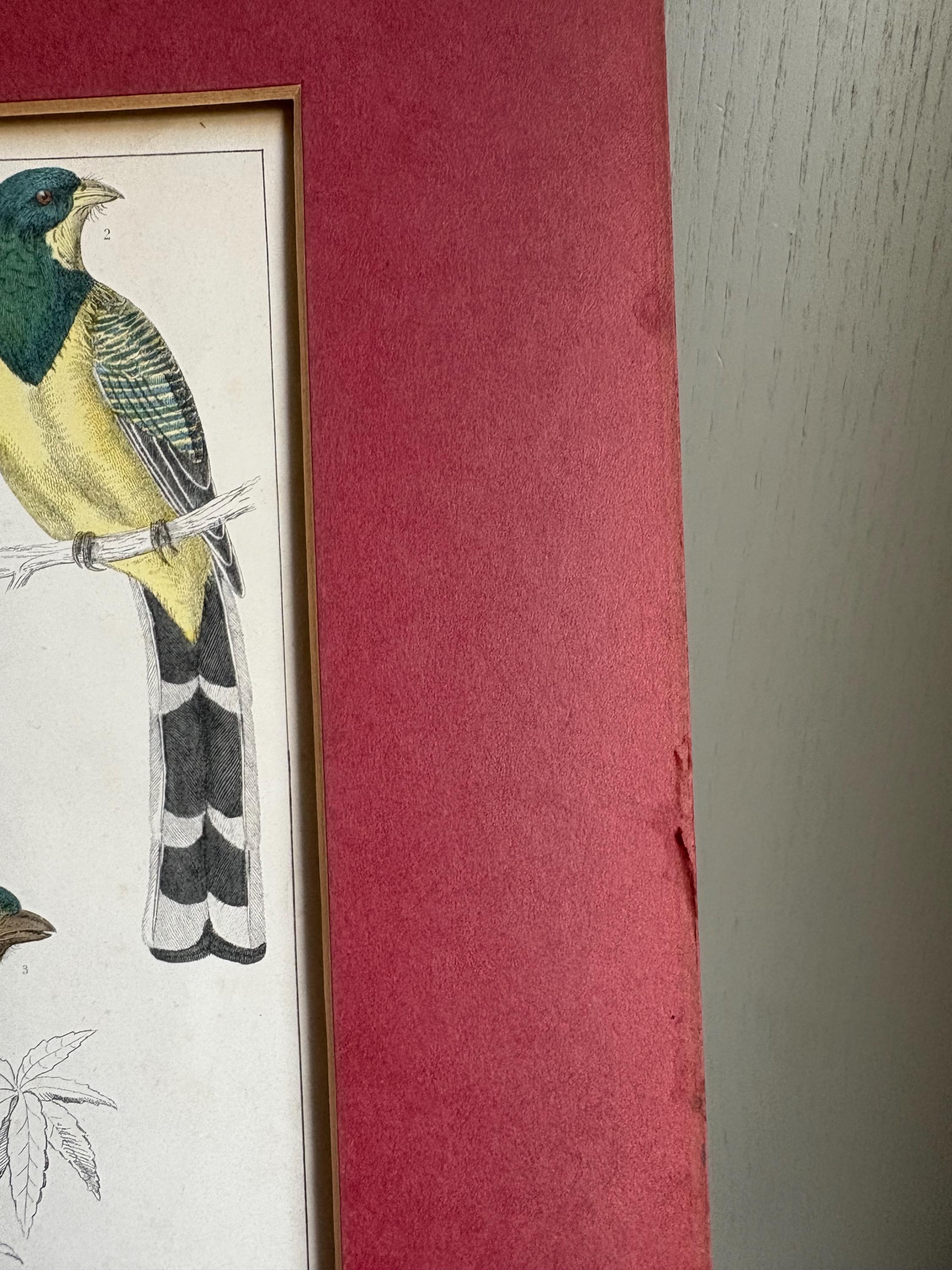 Oliver Goldsmith Antique Bird Print.