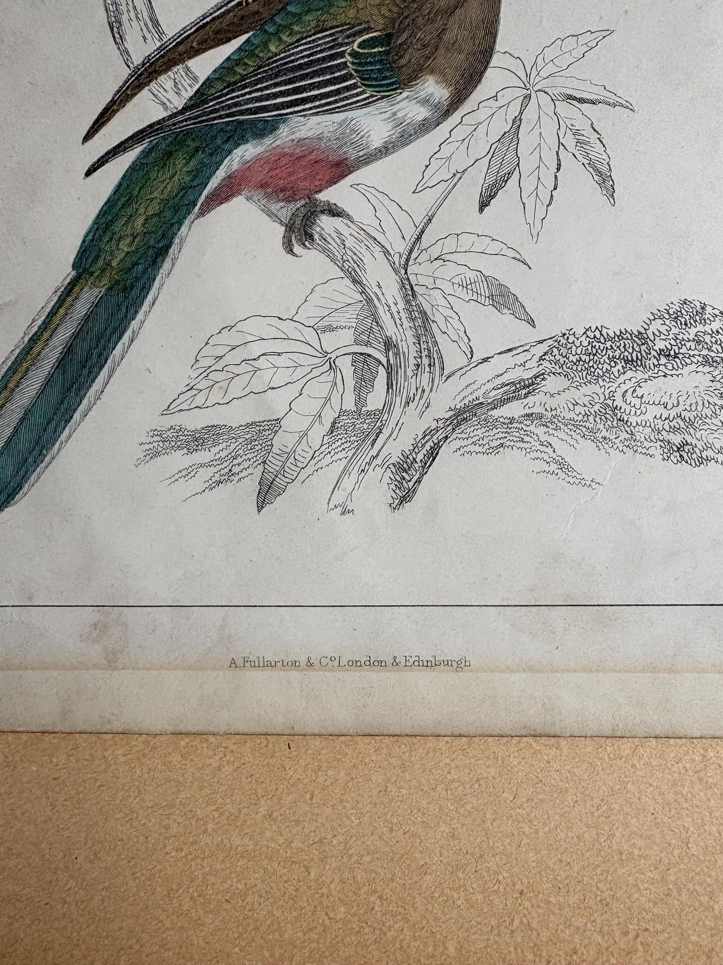 Oliver Goldsmith Antique Bird Print.