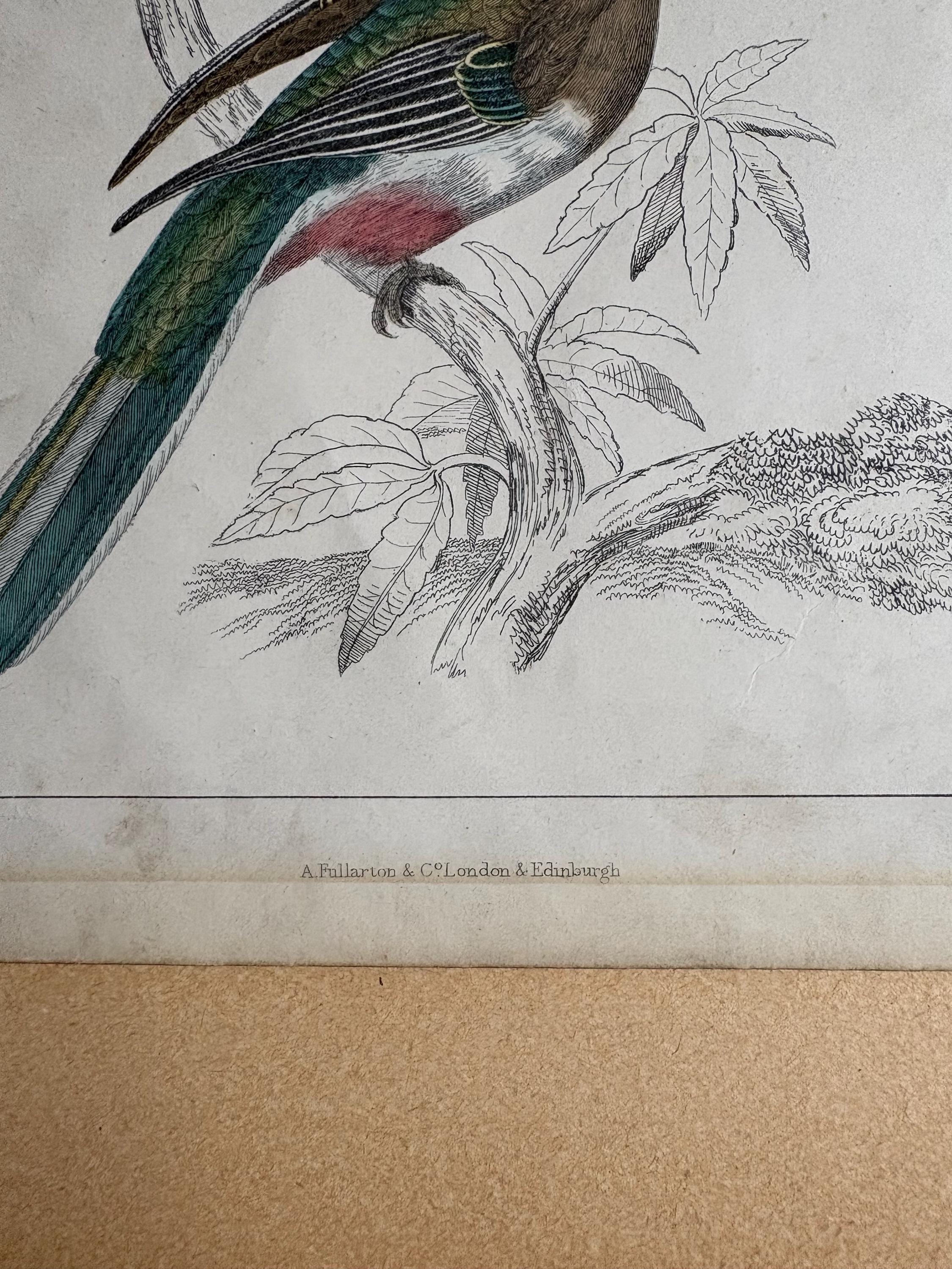 Oliver Goldsmith Antique Bird Print.