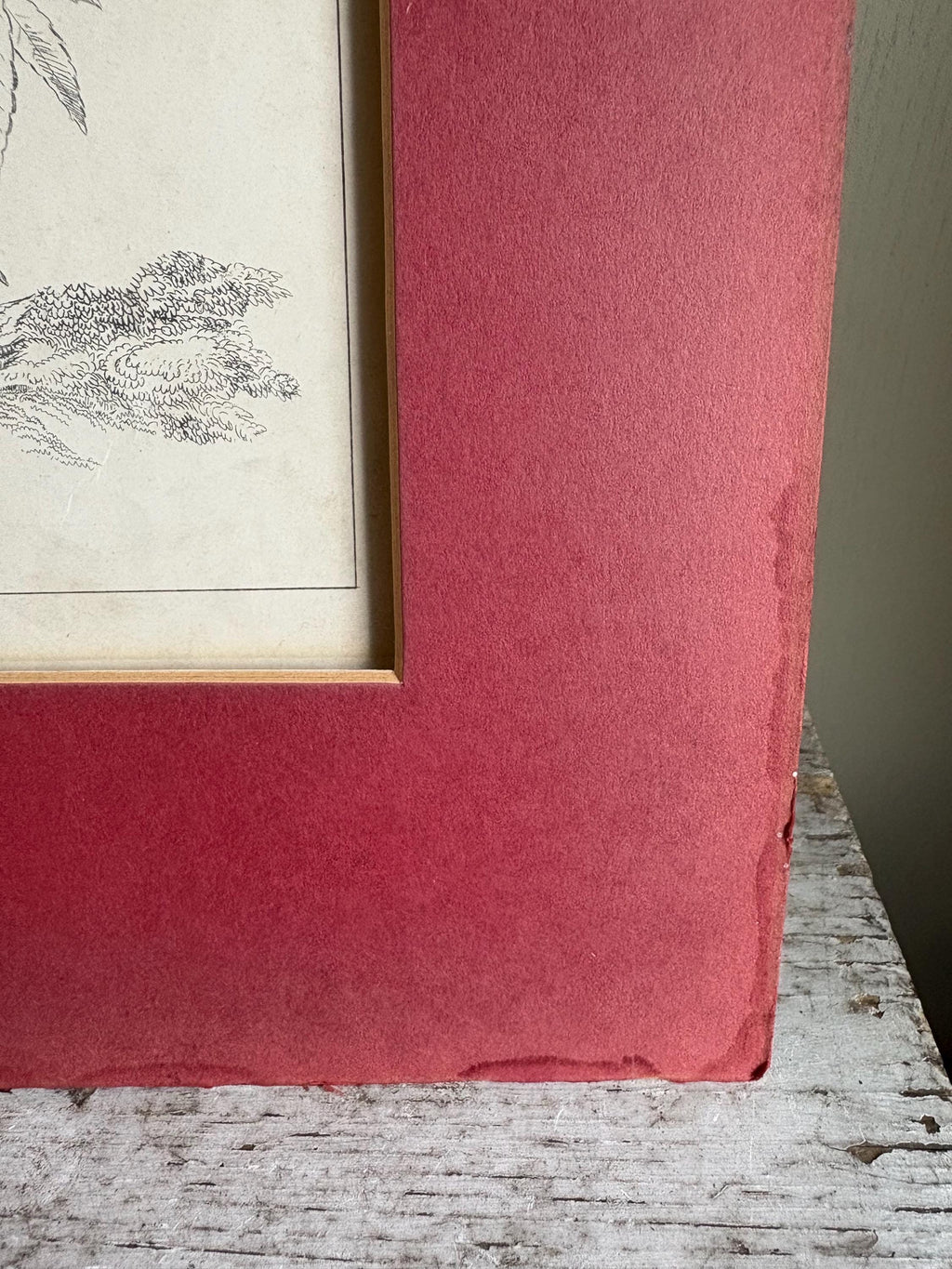 Oliver Goldsmith Antique Bird Print.