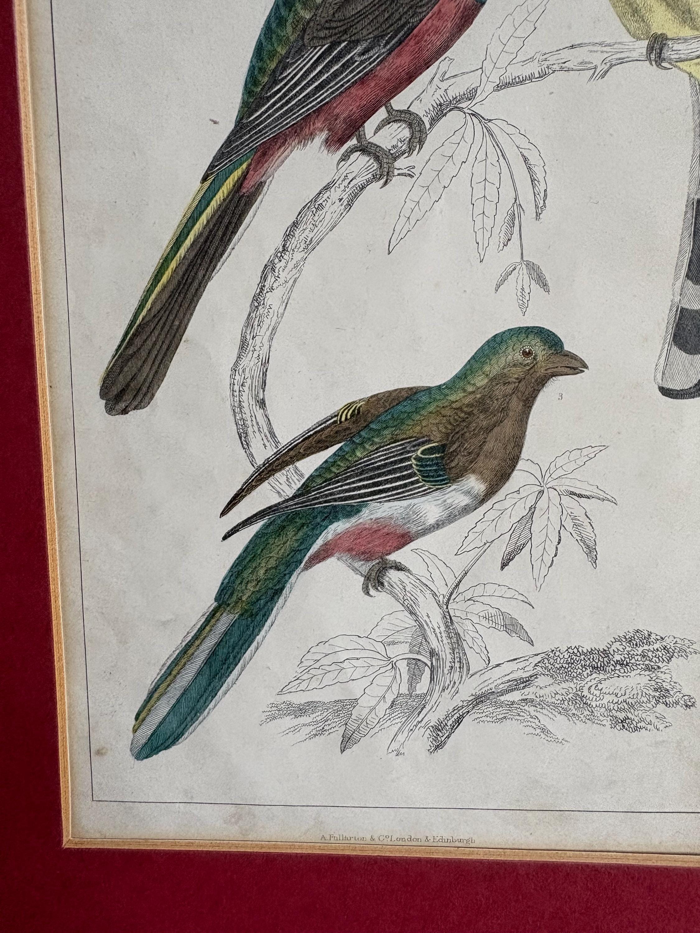 Oliver Goldsmith Antique Bird Print.