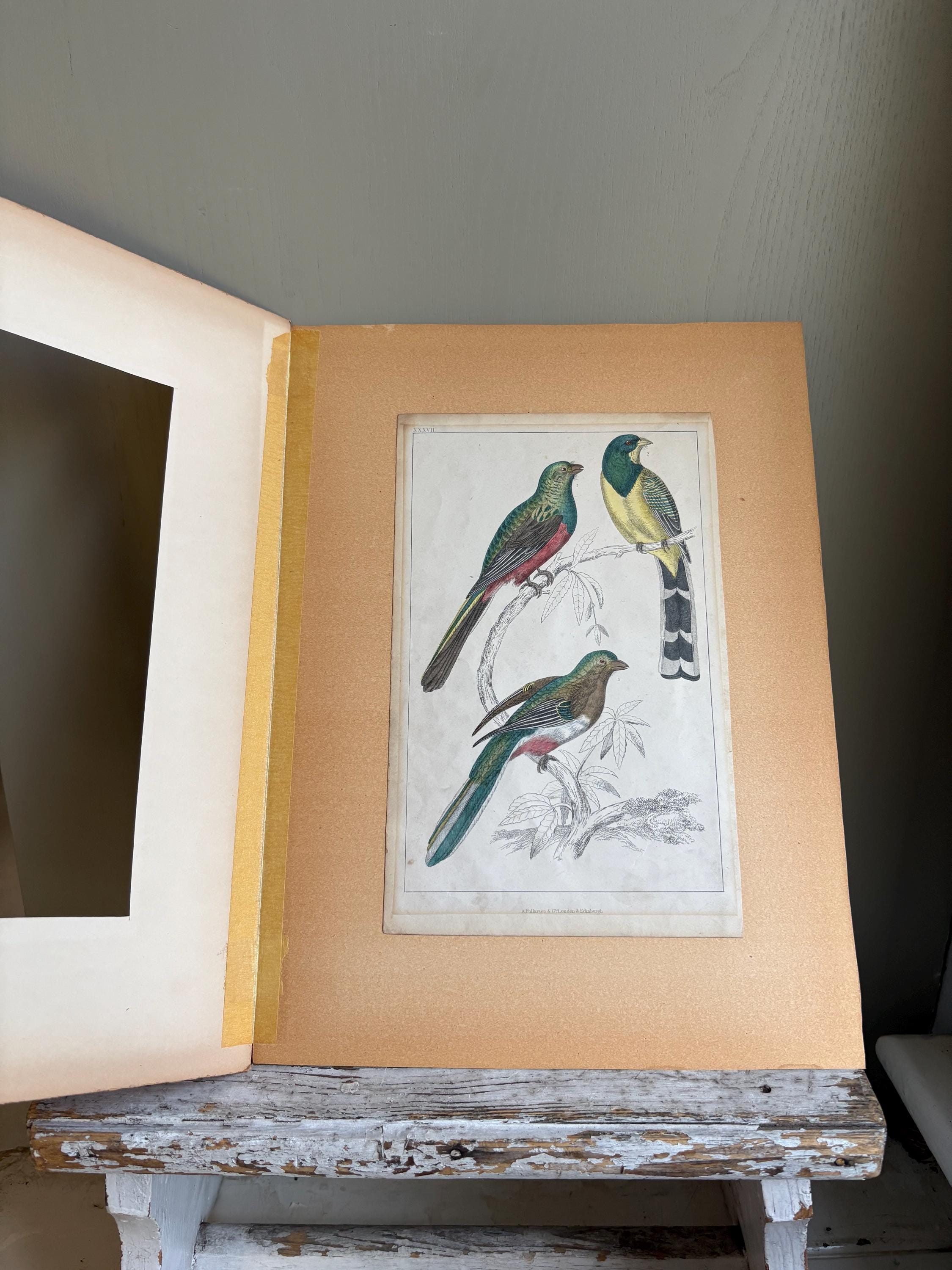 Oliver Goldsmith Antique Bird Print.
