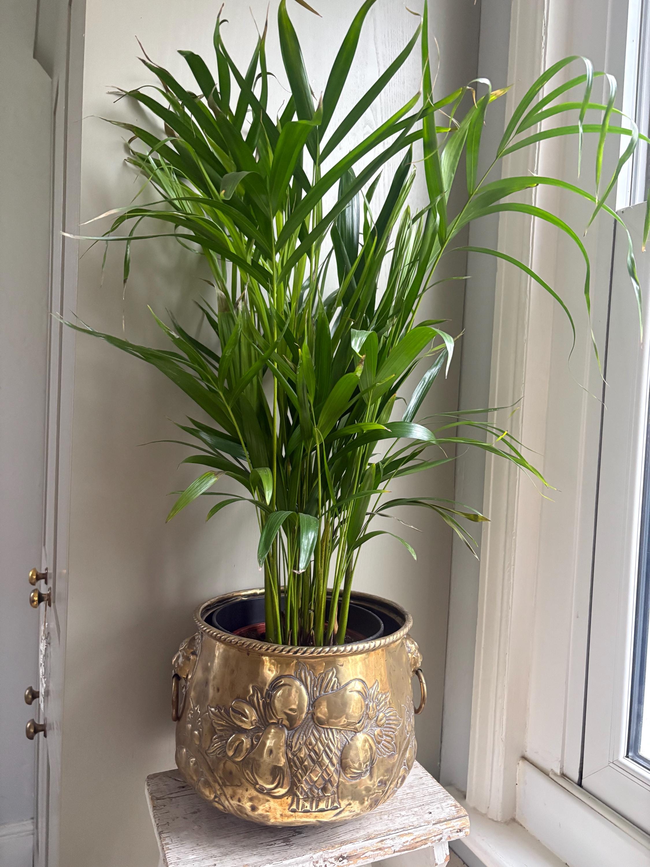 Large Brass Planter/Jardinere