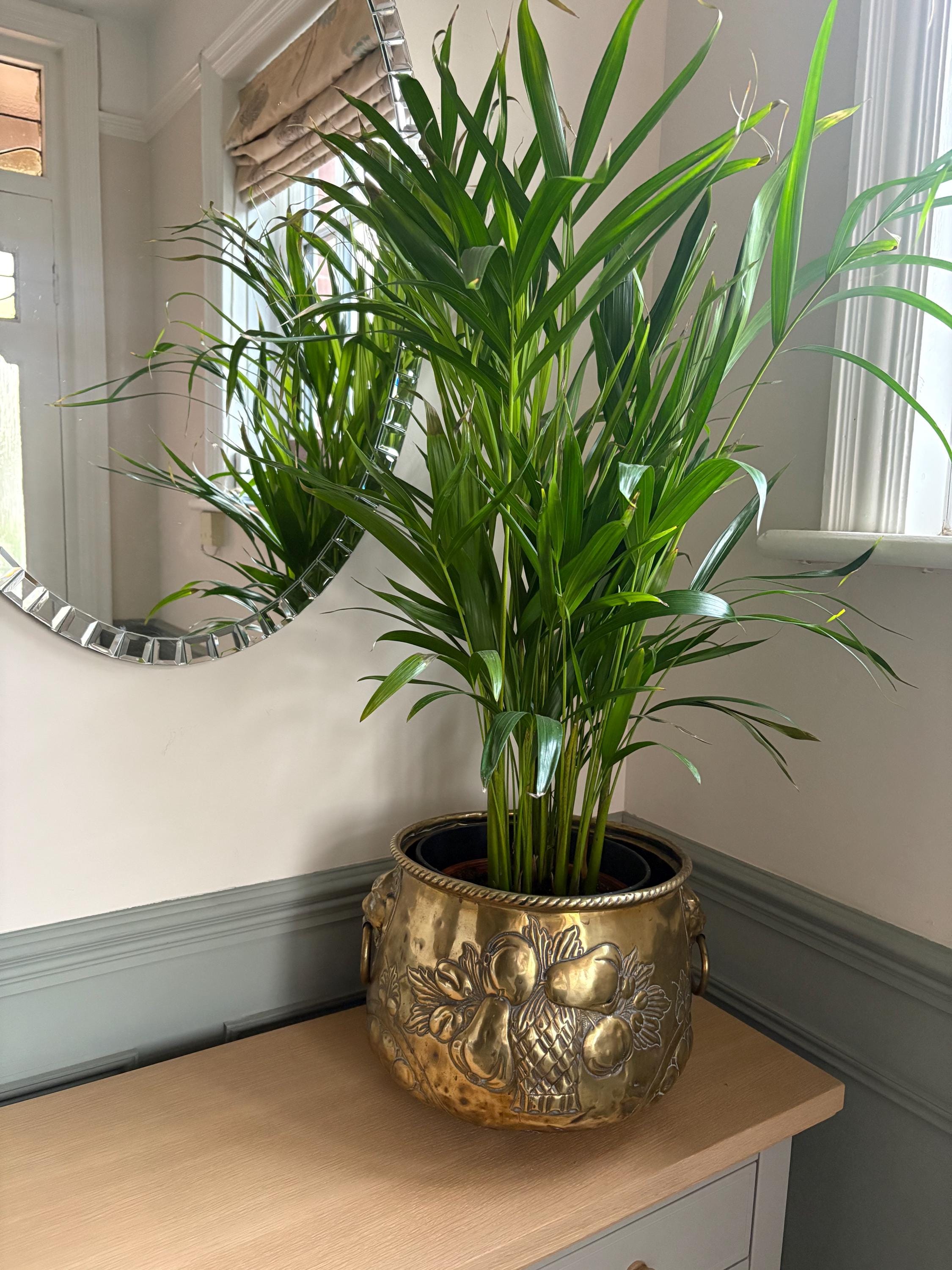 Large Brass Planter/Jardinere