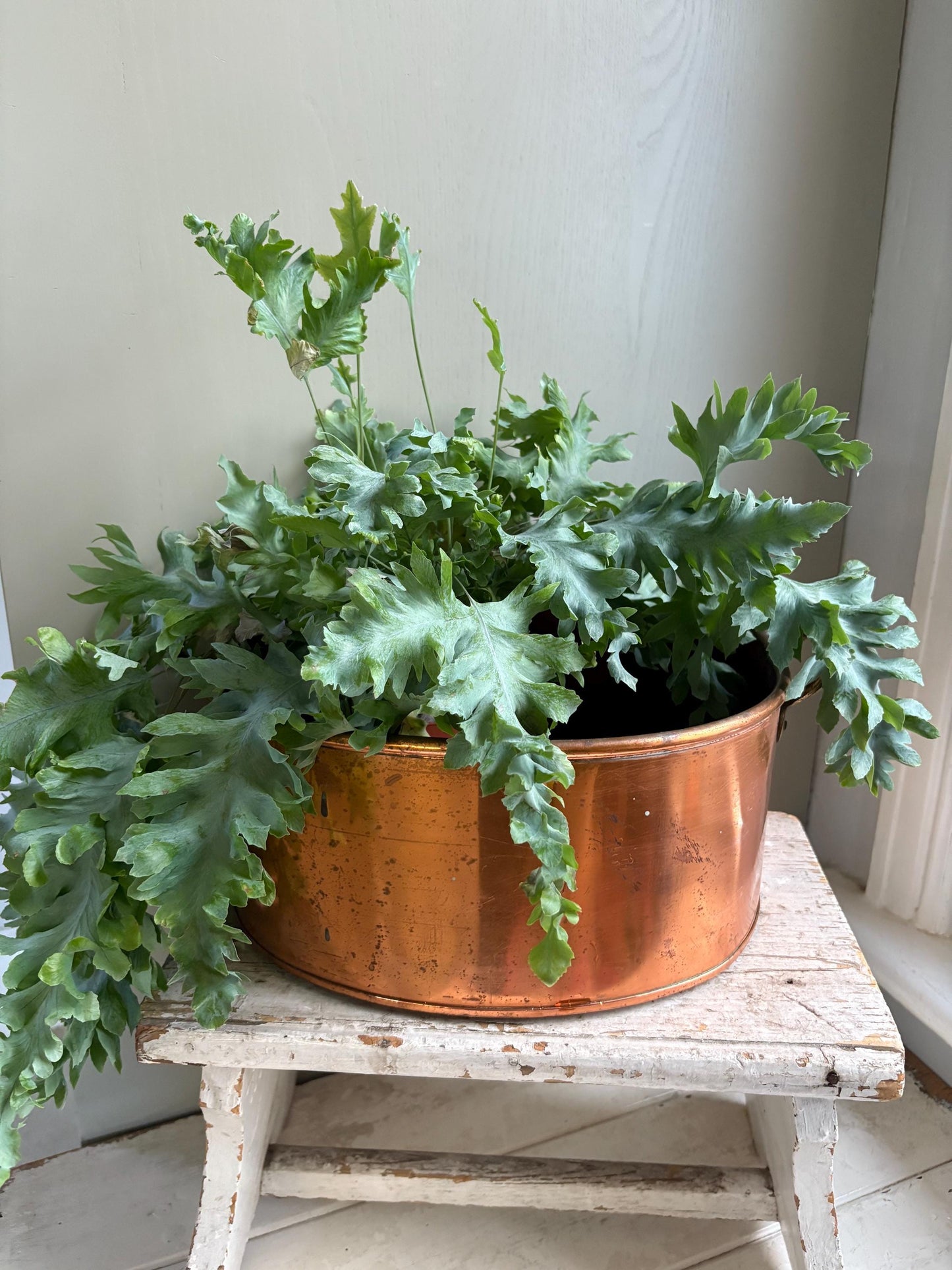 Large Oval Copper Planter