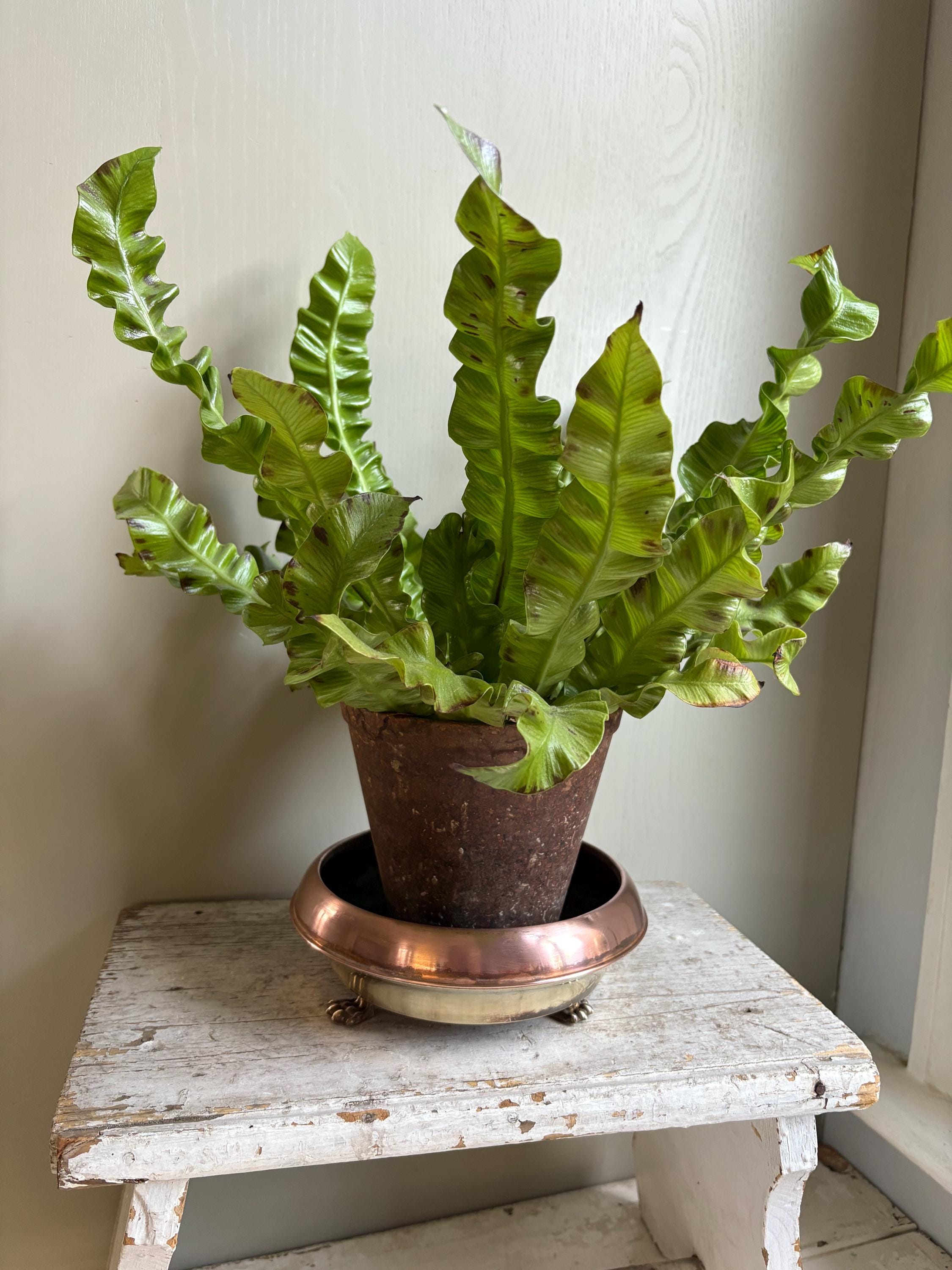 Copper and Brass Planter